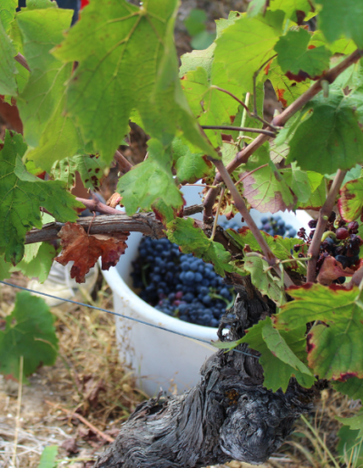 Vendanges manuelles