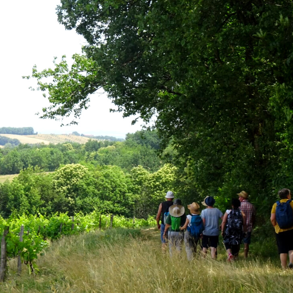 Randonnée dans les vignes