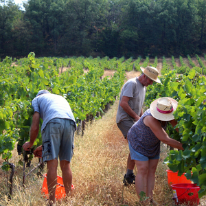 atelier_vendanges